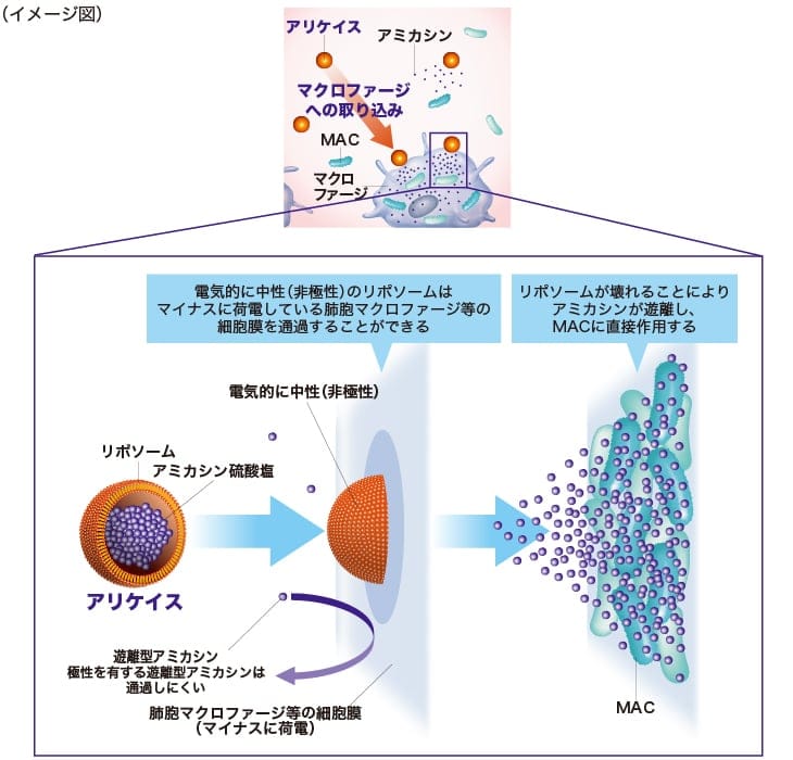 リポソーム技術によるマクロファージへの取り込みイメージ図