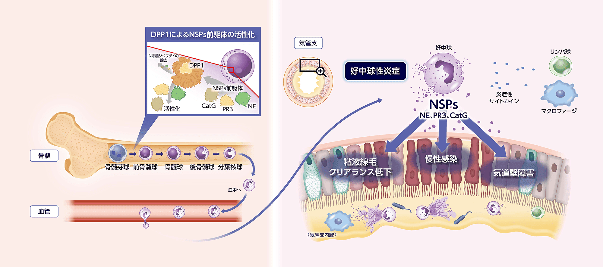 DPP1によるNSPs前駆体の活性化