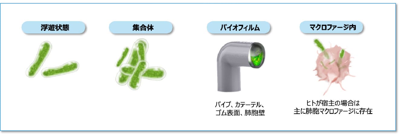 NTMの生息様式