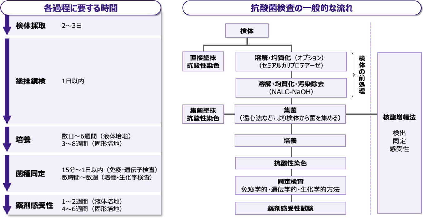 抗酸菌検査の所要時間と流れ